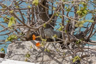 Bonaire