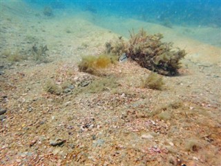 博內爾島