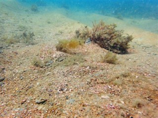 ボネール島