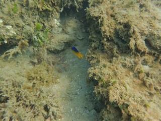 ボネール島