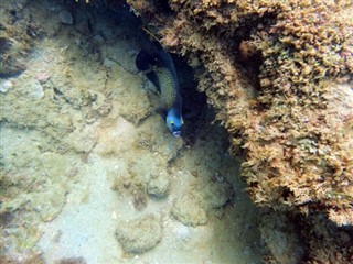 ボネール島