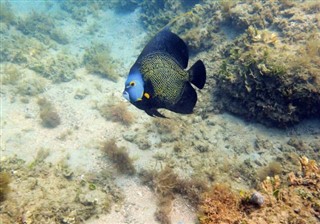 Bonaire