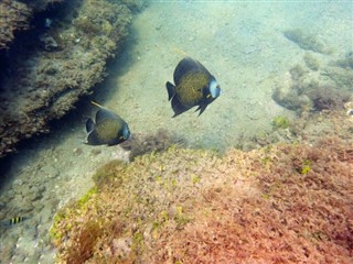 ボネール島