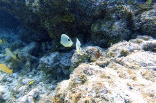 ボネール島