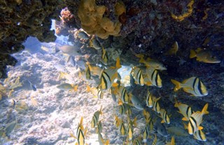 Bonaire