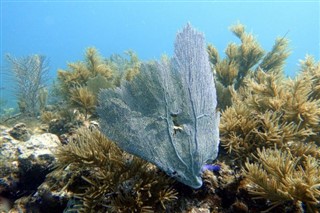 ボネール島