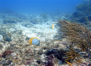 Bonaire