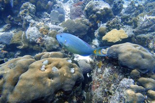 Bonaire