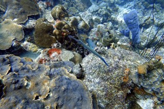 Bonaire laika joslas