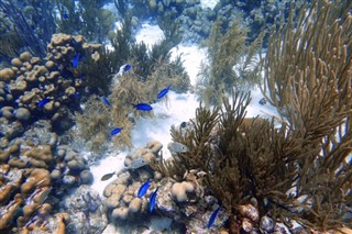 ボネール島