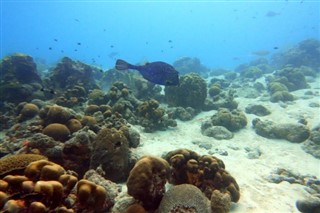 ボネール島