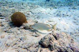 Bonaire