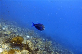 ボネール島