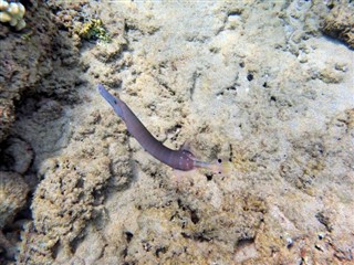 Bonaire