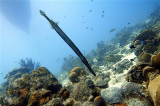 ボネール島