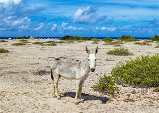 Bonaire