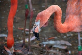 Bonaire