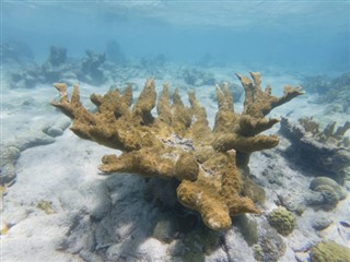 ボネール島