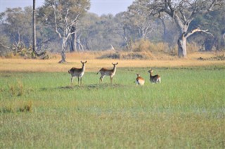 বোট্স্বানা