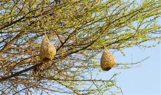 Botswana