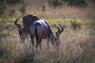 Botswana