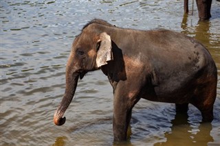 বোট্স্বানা