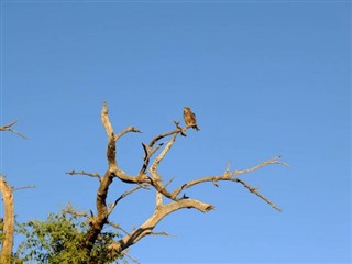 বোট্স্বানা