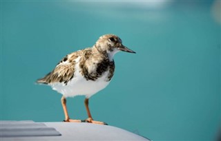 イギリス領バージン諸島