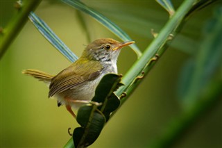 ব্রুনেই