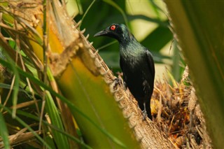 ব্রুনেই