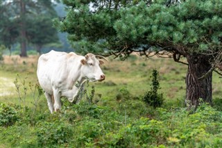 ব্রুনেই