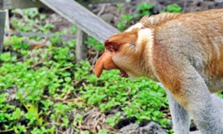 ব্রুনেই