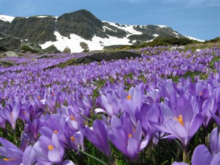 Bulgaaria