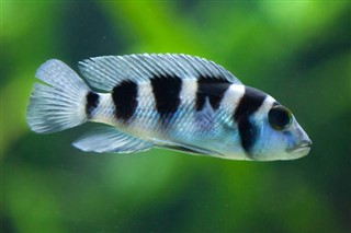 Burundi laika joslas