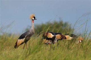 บุรุนดี