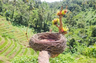 Cambodia