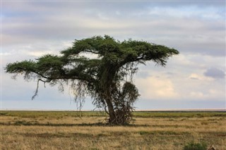 Kamerun