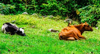 কলোমবিয়া