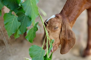 جزر