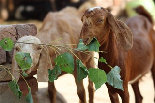 কমোরোস