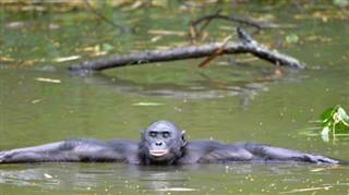 Kongo