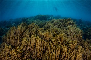 珊瑚海群岛