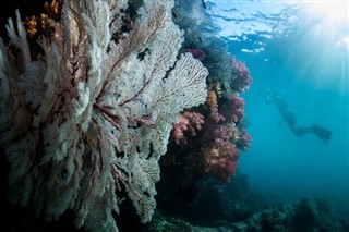Coral