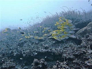 珊瑚海群岛