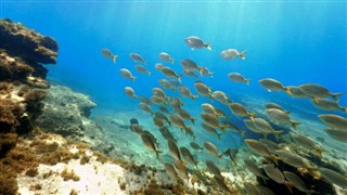 Coral Sea Isole fusi orari