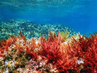 Korallenmeerinseln