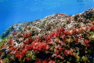 珊瑚海群島