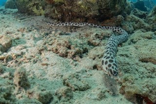 珊瑚海群島