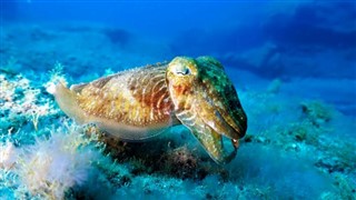 Coral Sea Isole fusi orari