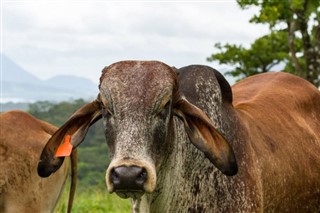 কোস্টারিকা